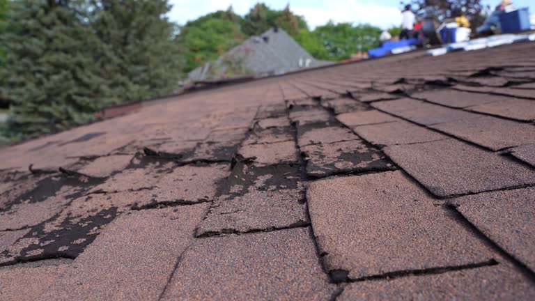 Best Roof Insulation Installation  in Nutter Fort, WV